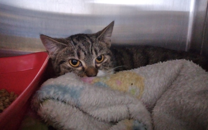 Zbiórka Tereska - zdjęcie główne