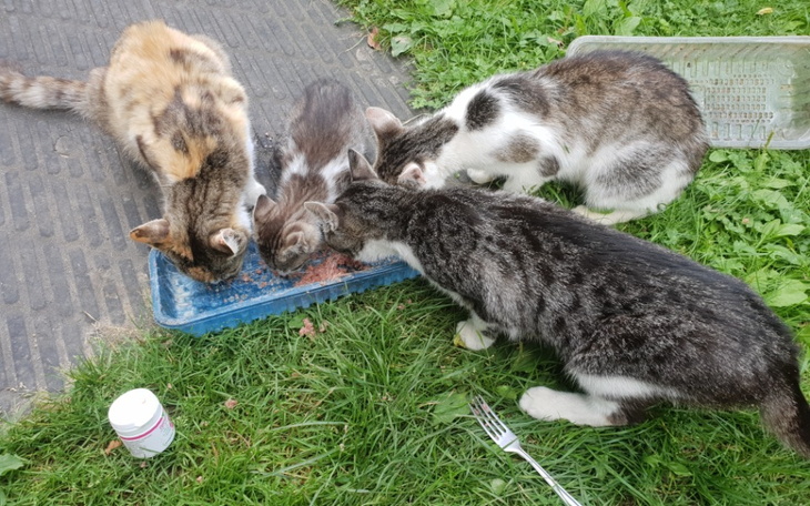 Zbiórka Dla Wolontariuszki w potrzebie - zdjęcie główne