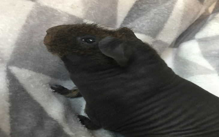 Zbiórka Leczenie świnki morskiej-Stefana - zdjęcie główne