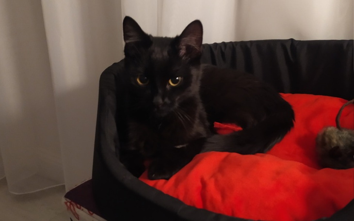 Zbiórka Leczenie małego Demona - zdjęcie główne