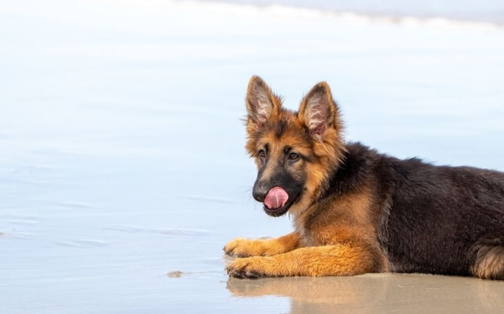 Zbiórka Kupno pieska Owczarka niemieckie - zdjęcie główne