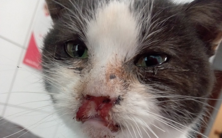 Zbiórka Na ratunek bidom - zdjęcie główne