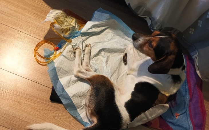 Pies leżący na podłodze z rurkami medycznymi obok.