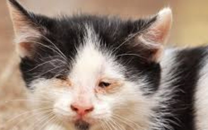 Zbiórka Na operacje dla mojego kotka - zdjęcie główne