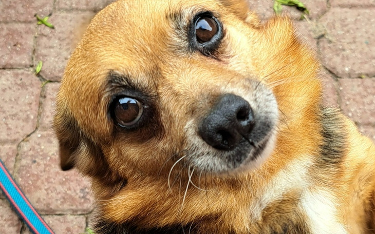 Pies z dużymi oczami patrzący w obiektyw.