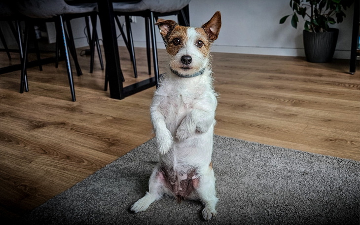 Zbiórka Zerwane więzadło krzyżowe u Luny - zdjęcie główne