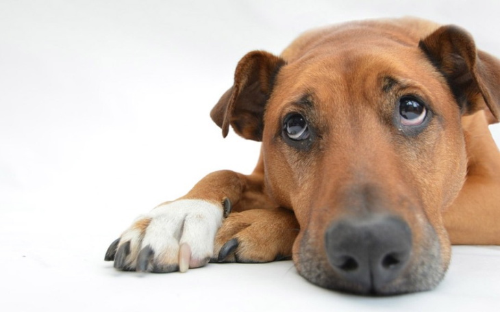 Zbiórka proszę o pomoc, pilnie - zdjęcie główne