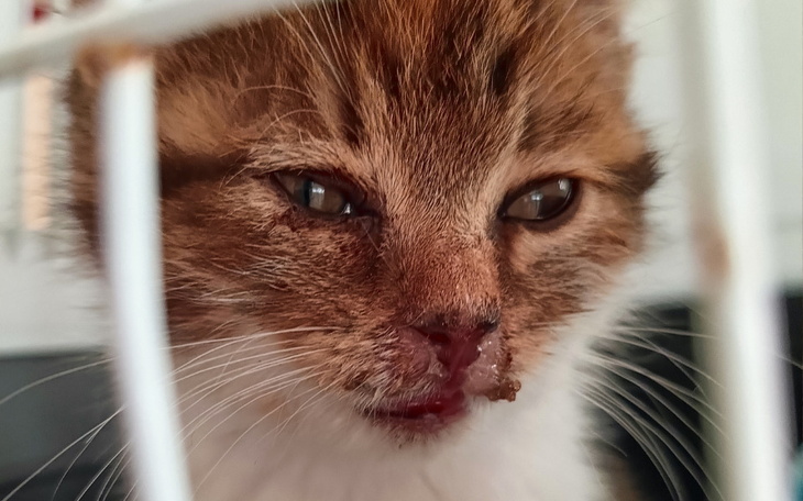 Zbiórka Furka prosi o wsparcie - zdjęcie główne