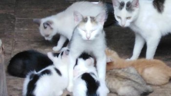 Zbiórka Ratunek dla 12 kotów przed zimą - miniaturka zdjęcia