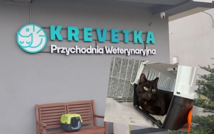 Przychodnia weterynaryjna z kotem w transporterze.