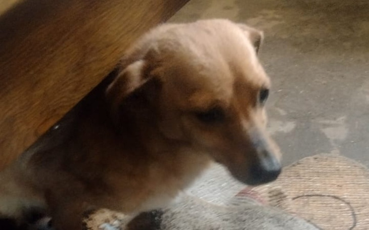 Piesek wyglądający spod stołu, z ciekawym wyrazem twarzy.