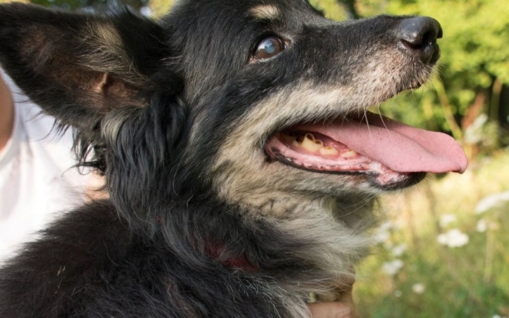 Zbiórka utrzymanie-zwierzaków - zdjęcie główne