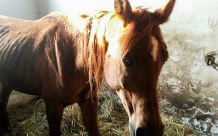 Chudy koń w stajni, z widocznymi żebrami.