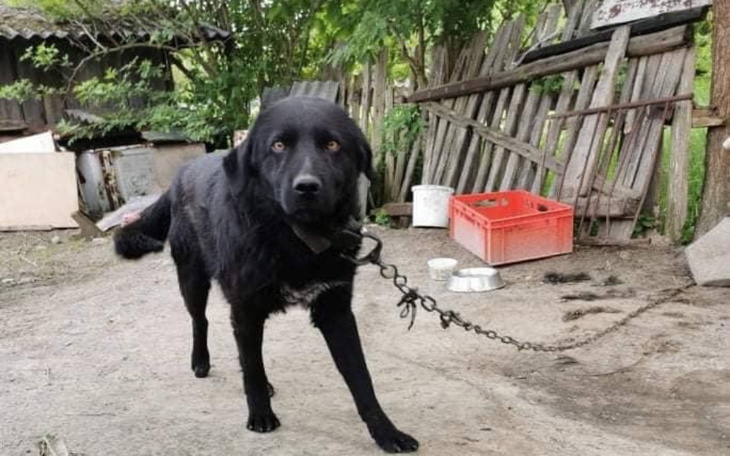 Zbiórka Pomoc dla Wiejskiego Psa - zdjęcie główne