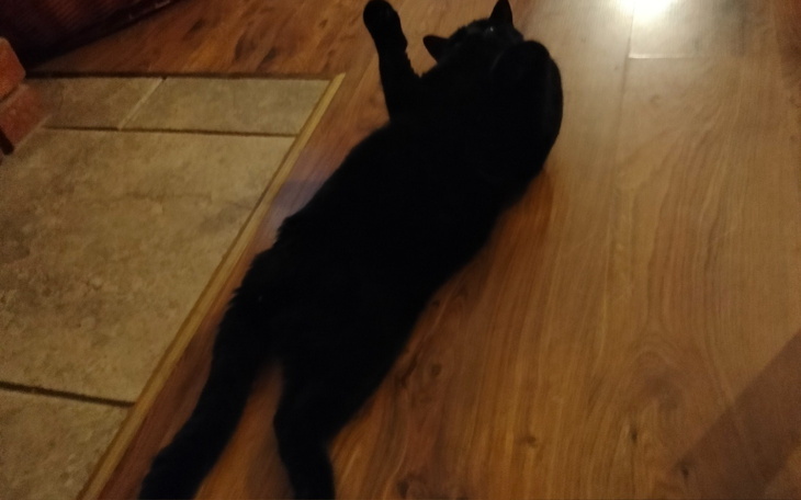 Czarny kot leżący na podłodze, zrelaksowany.