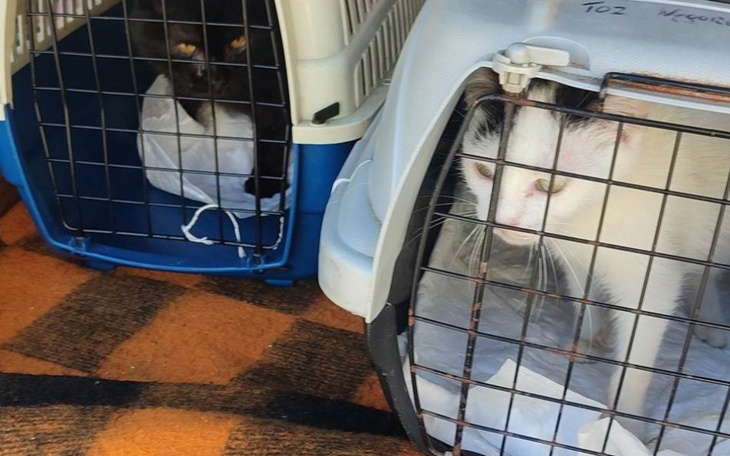 Zbiórka Leczenie kotów z interwencji - zdjęcie główne