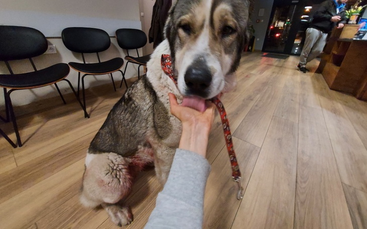 Zbiórka Ranny owczarek - leczenie - zdjęcie główne