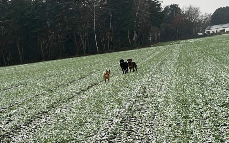 Zbiórka Dla psów na karmę - zdjęcie główne