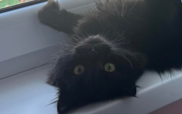 Czarny kot leżący na parapecie, z ciekawym spojrzeniem.