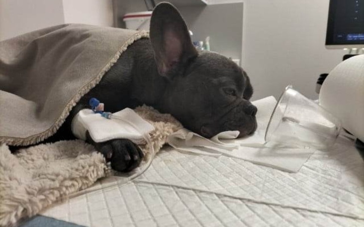 Zbiórka Zbieram na leczenie pieska. - zdjęcie główne