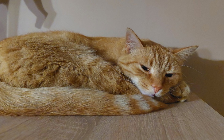 Zbiórka Pomoc w leczeniu Rudzika - zdjęcie główne