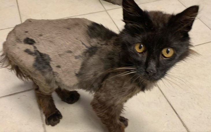 Zbiórka Chojrak - wiejska bieda... - zdjęcie główne