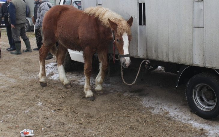 Zbiórka Wykup koni przeznaczonego na rze - zdjęcie główne