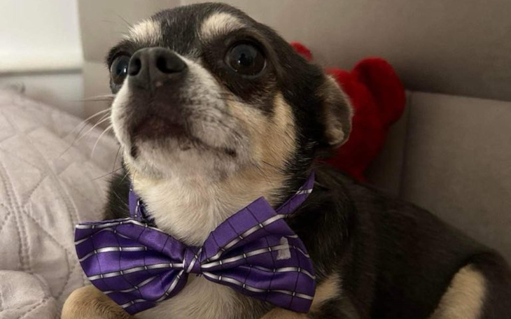 Chihuahua w eleganckiej muszce, patrzący w obiektyw.