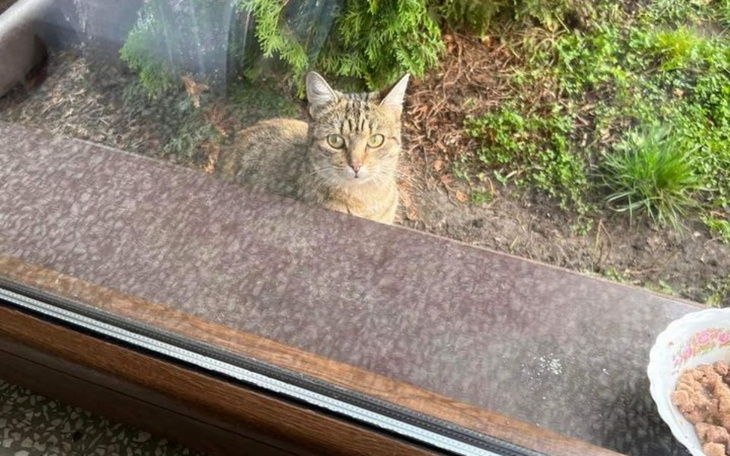 Zbiórka 15 kotów bezdomnych prosi o karm - zdjęcie główne