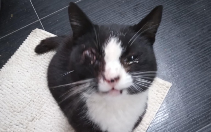 Zbiórka Ratujmy oczko Cezarego - zdjęcie główne