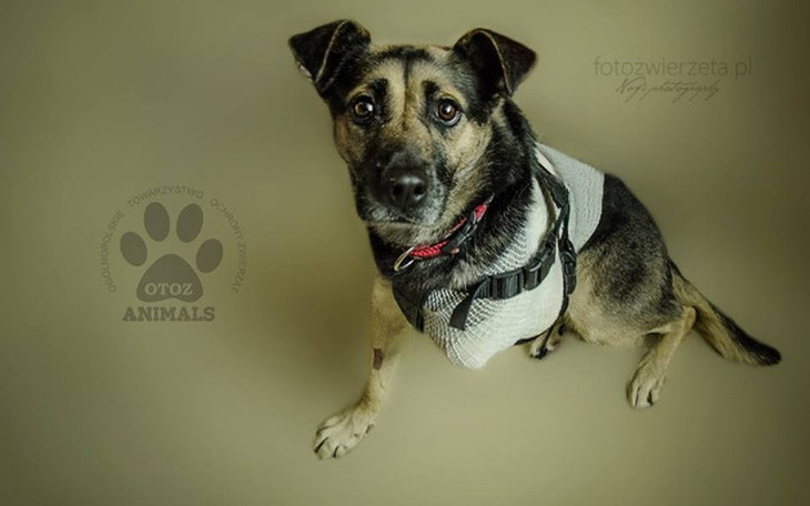 Zbiórka Pomoc w ratowaniu Franusia - zdjęcie główne