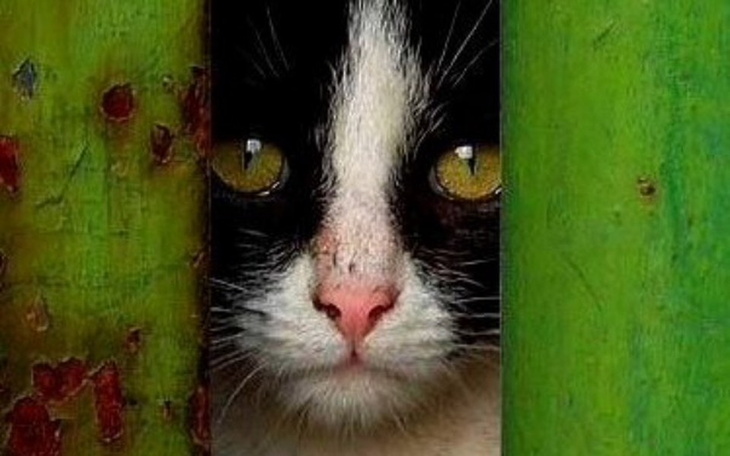 Czarno-biały kot patrzy przez szczelinę w zielonym drewnie.