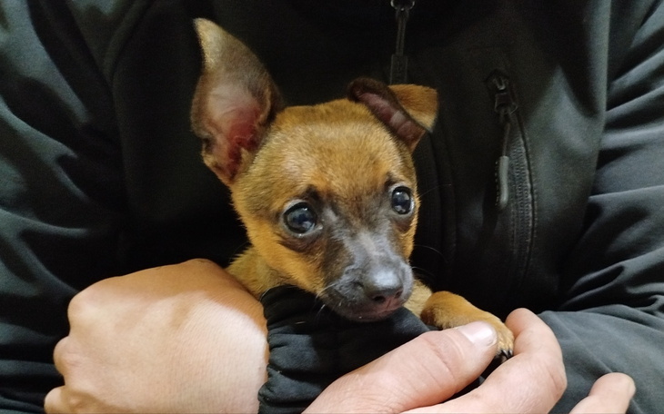 Mały piesek trzymany na rękach, wygląda na uroczy.