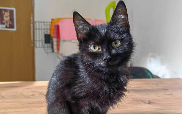 Czarny kot z dużymi oczami, siedzący na stole.