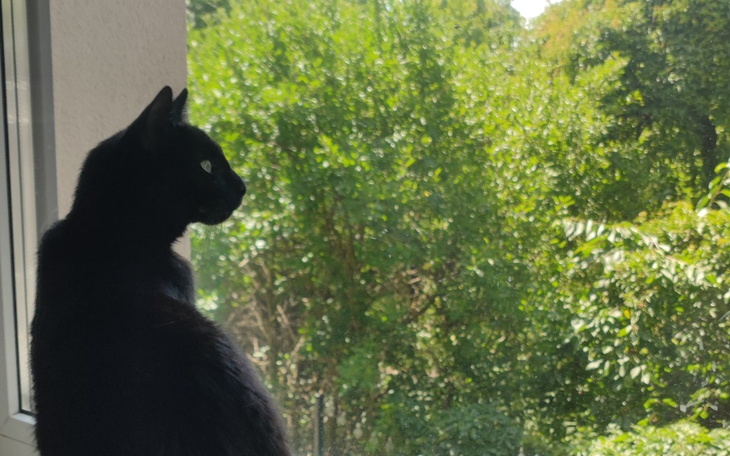 Czarny kot siedzący na parapecie, patrzący na zewnątrz.