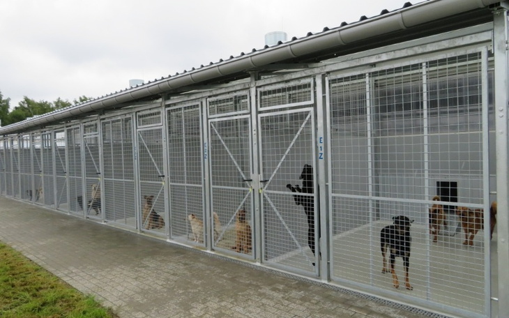 Zbiórka Karma dla zwierząt KMZ - zdjęcie główne