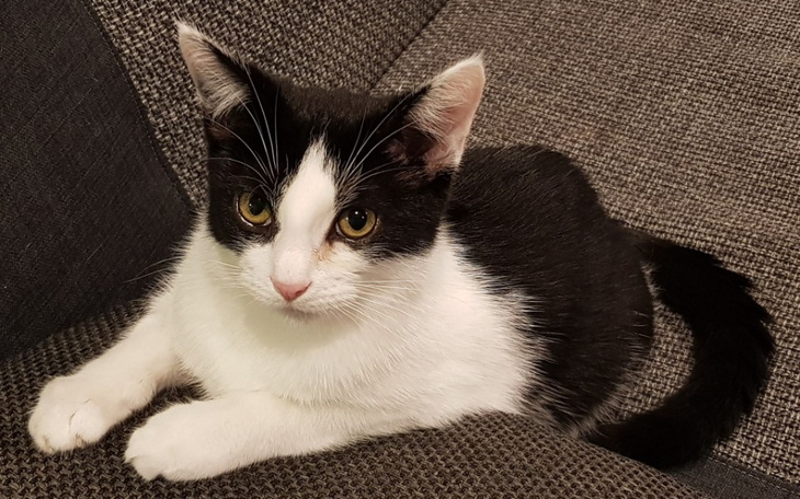 Zbiórka Kajtuś jest śmiertelnie chory.. - zdjęcie główne