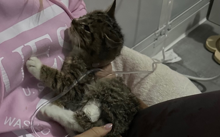 Kotek trzymany na rękach z kroplówką.