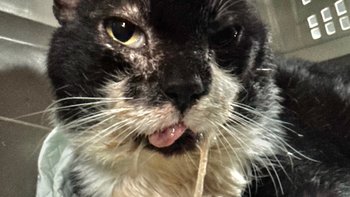 Zbiórka Zmasakrowany pysk, chory pęcherz - miniaturka zdjęcia