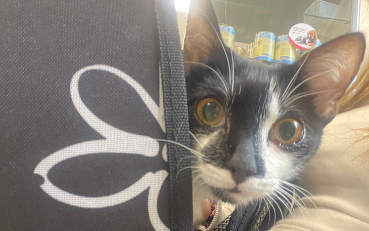 Czarnobiały kotek wyglądający z torby.