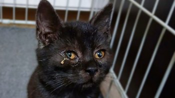 Zbiórka Ratunek dla chorych kociaków - miniaturka zdjęcia