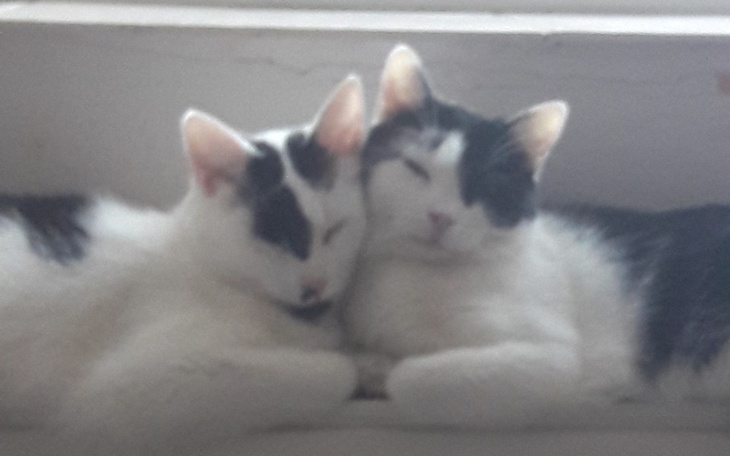 Zbiórka Żwirek dla żorskich kotełków - zdjęcie główne