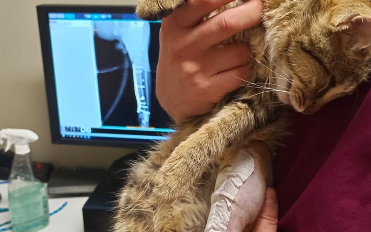 Kotek w rękach weterynarza, z opatrunkiem na łapie.