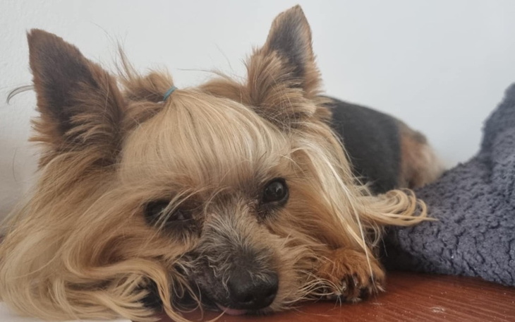 Zbiórka Pilna i konieczna operacja - zdjęcie główne