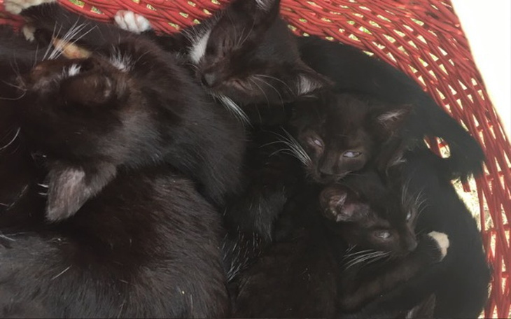 Zbiórka Leczenie porzuconych kotów - zdjęcie główne