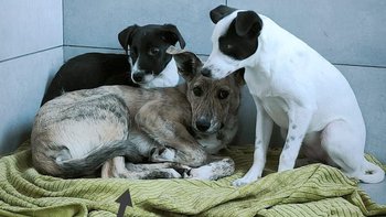 Zbiórka Opłata za hotelik - miniaturka zdjęcia