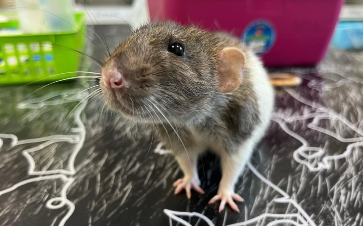 Trzy szczury w transporterze, wyglądające na ciekawskie.