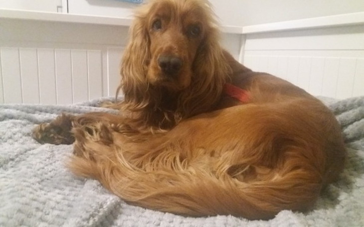 Zbiórka Obroża foresto dla porzuconego T - zdjęcie główne