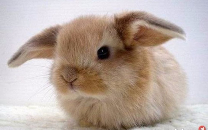 Zbiórka Zwierzątko dla dziewczyny - zdjęcie główne