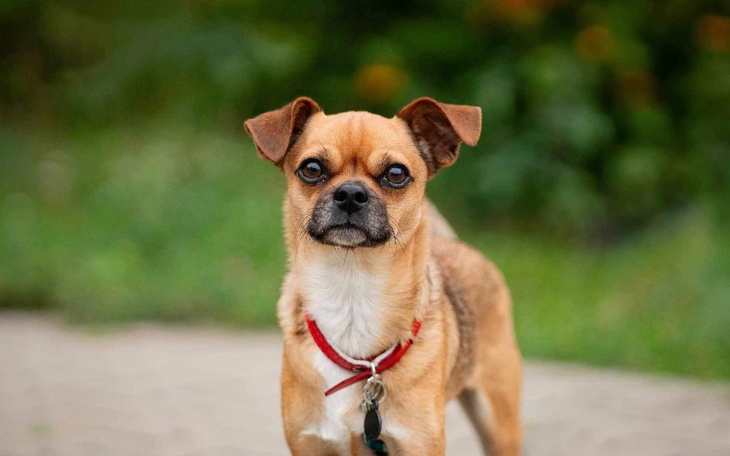 Zbiórka Na diagnostykę i leczenie Amigo - zdjęcie główne